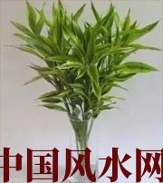 合肥十二生肖养什么植物最旺财运？你知道吗！